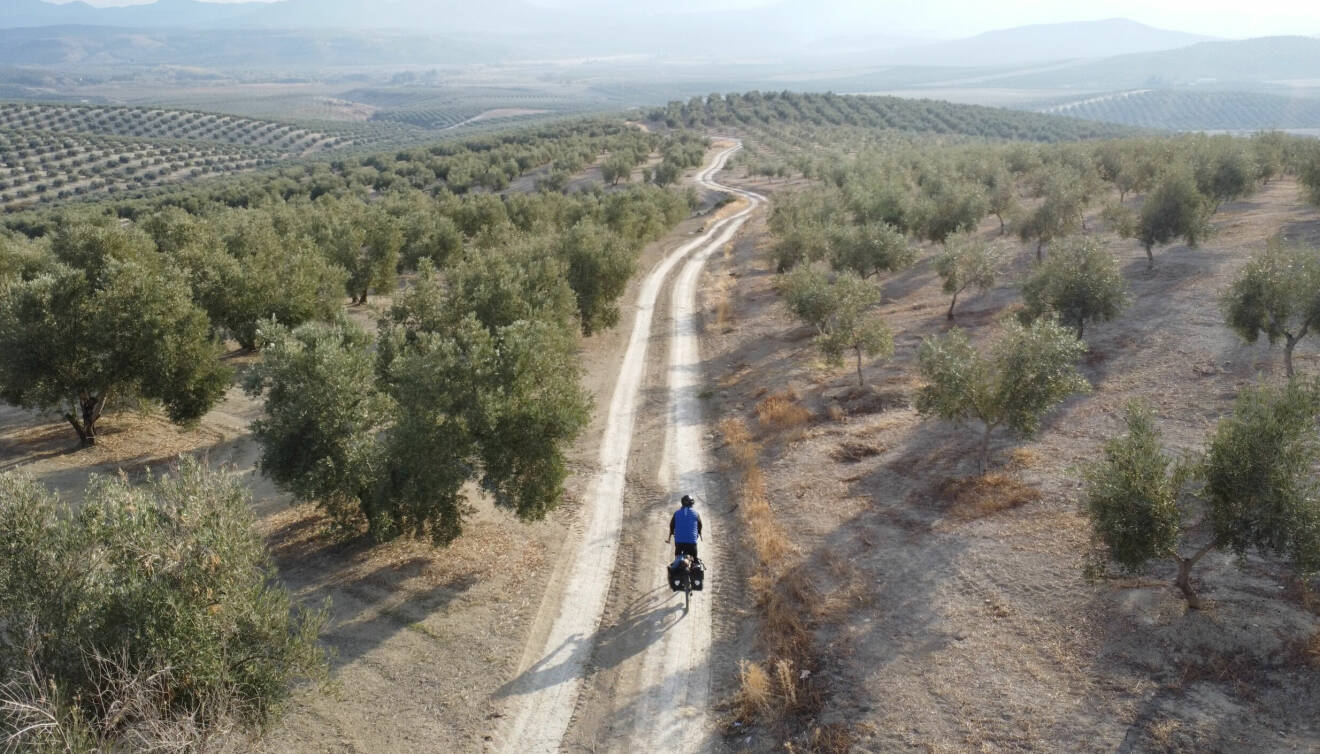 En person cyklar på en väg, runt omkring syns olivlundar i Spanien.