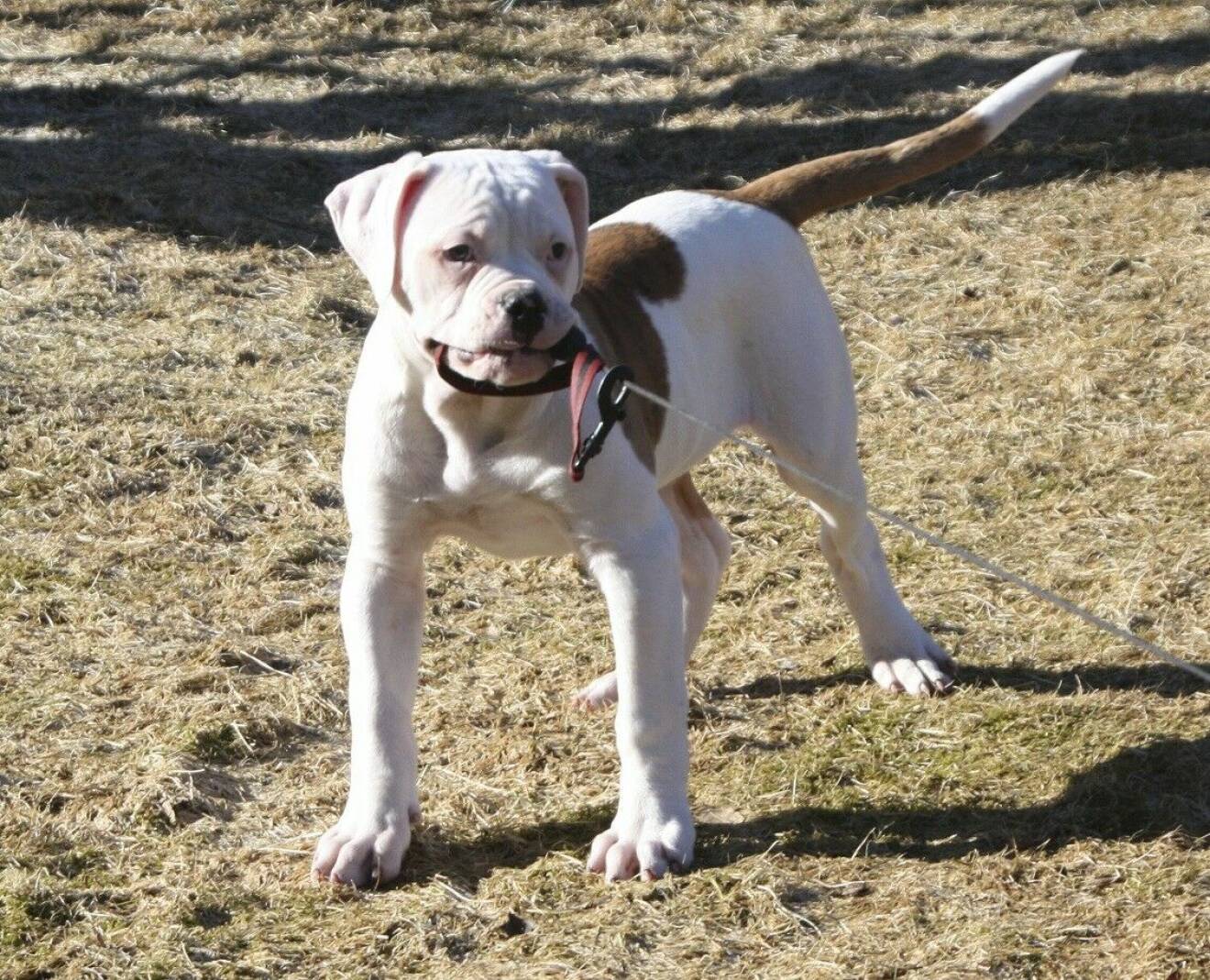 En vit och brun hundvalp. Amerikansk bulldog.