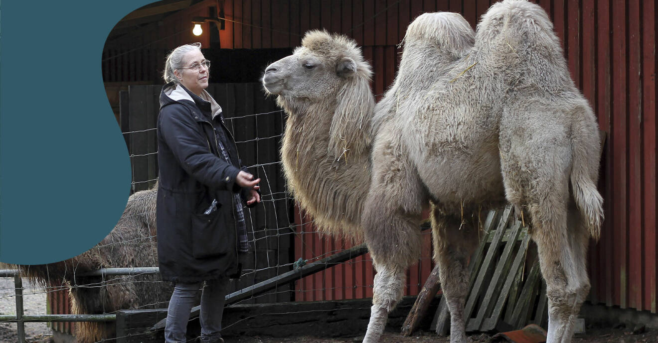 Susanne och kamelerna