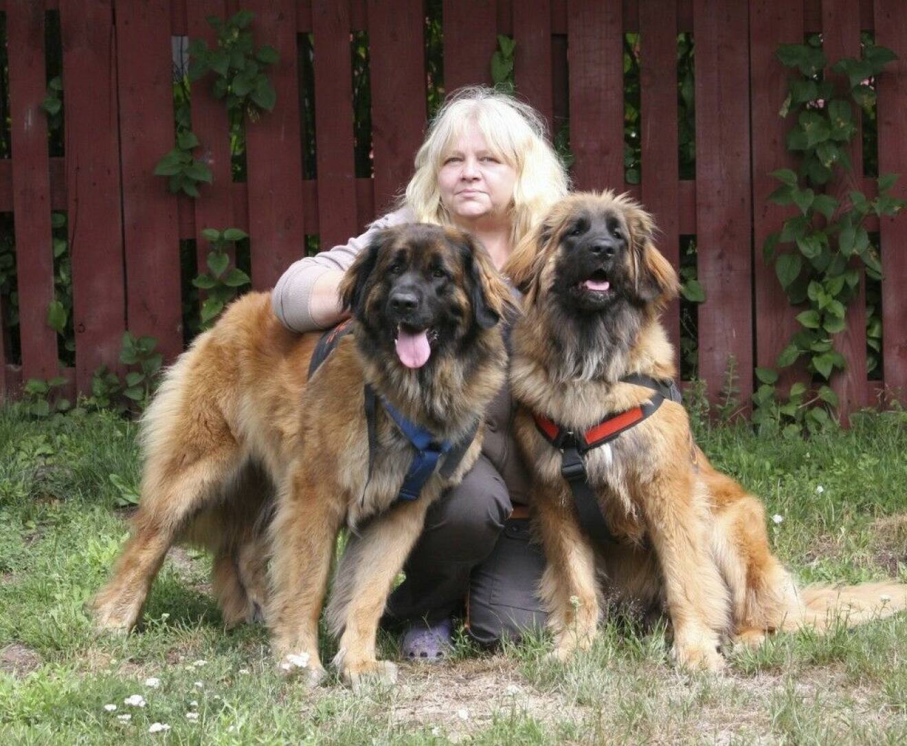 Pirrko Andersson med id-hundarna Skottis och Tova.