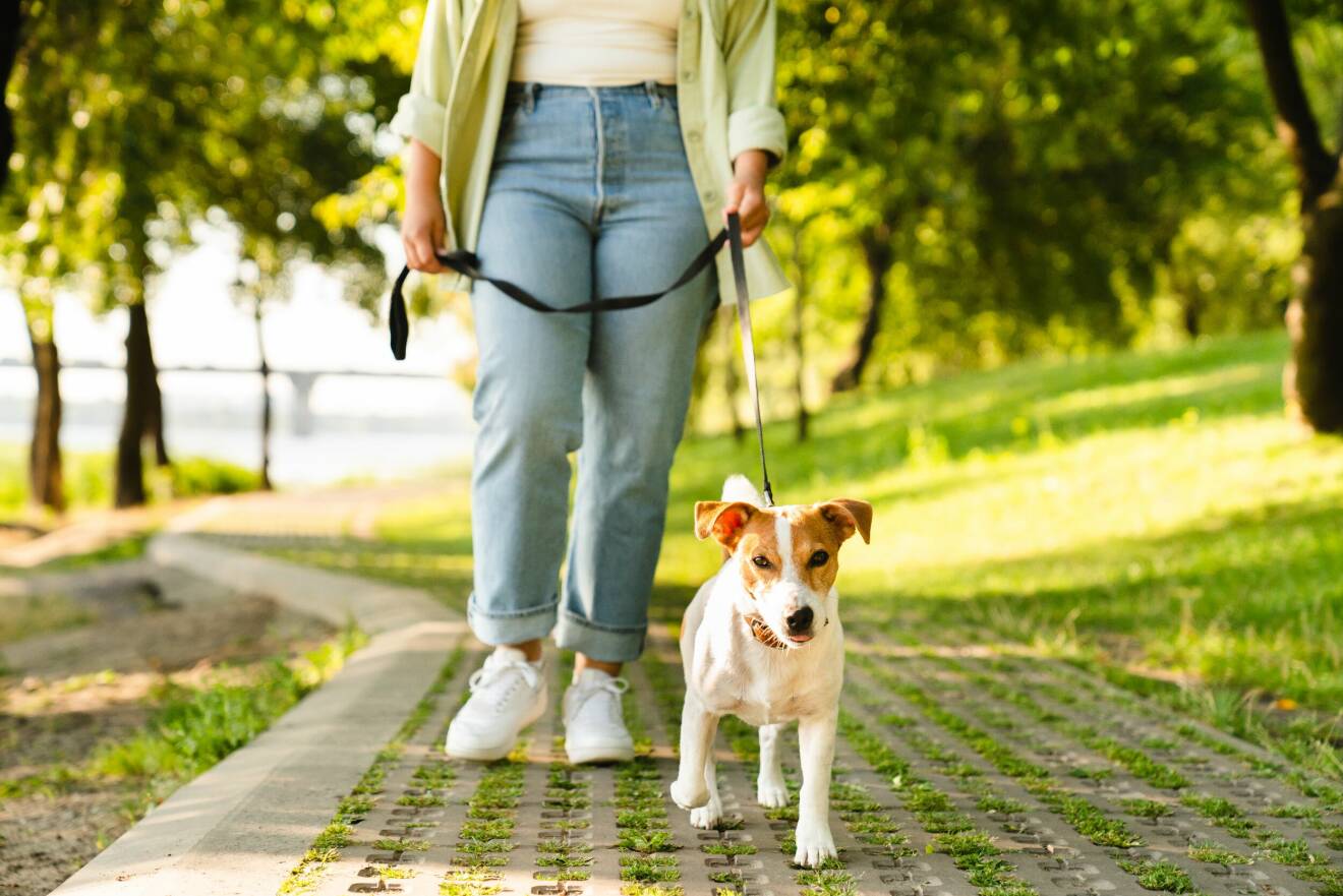 En kvinna som promenerar med en hund.