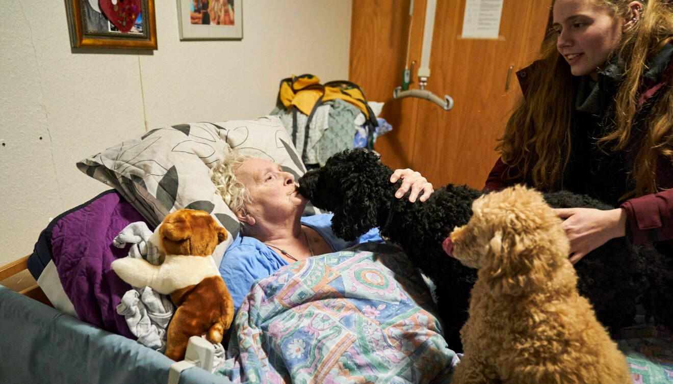 Hundarna samlas runt äldre kvinna i sängen