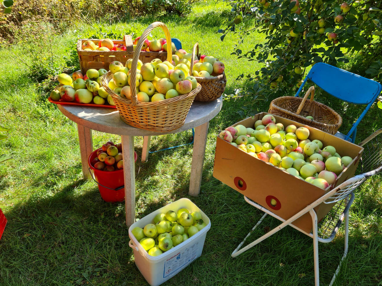 900 äpple
