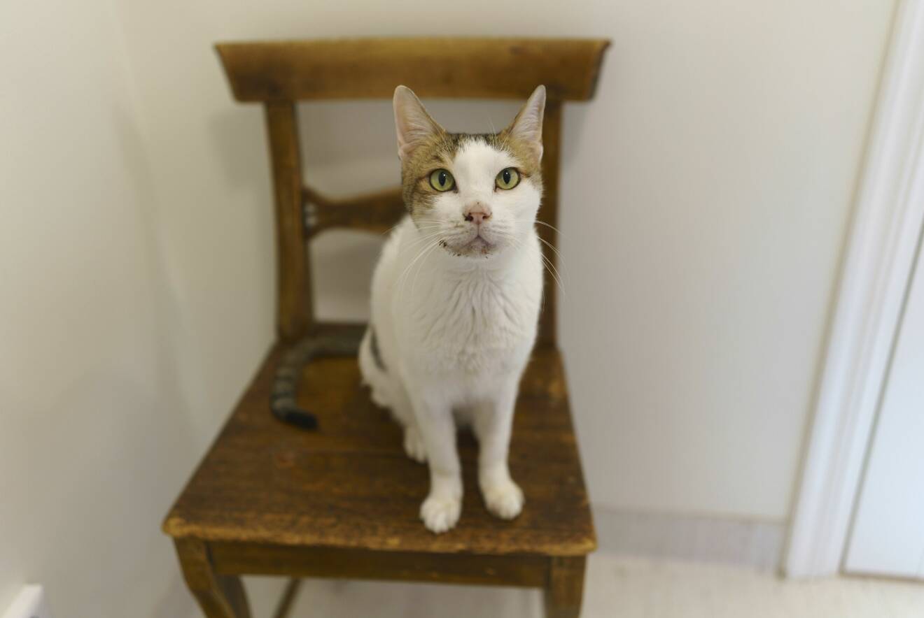 Katten Dubbe sitter på en stol och tittar bedjande mot kameran.