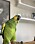 Papegojan Sune gör succé på nätet med sina utbrott på skånska.