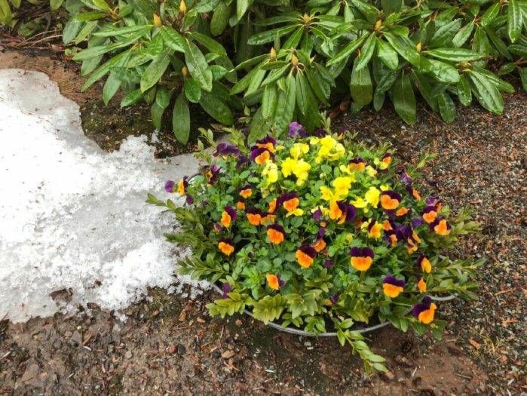 Penséer fungerar utmärkt utomhus även när det fortfarande finns snö på marken. Foto: Blomsterfrämjandet/Tomas Lagerström Penséer i kruka med snö på marken.