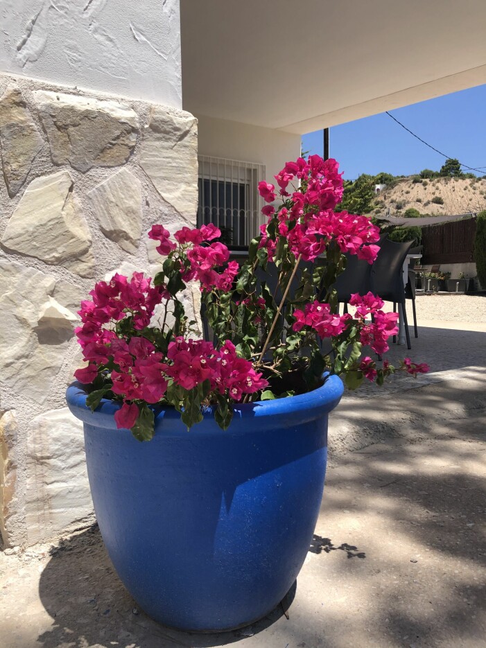 Klimatet är behagligt med mycket sol och höga dagstemperaturer. Runt 16 grader i januari och kring 32 i augusti. Blommor utanför Casa Sofia