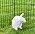 Kaninen Stig fick först en liten "karantän" i en egen utegård.