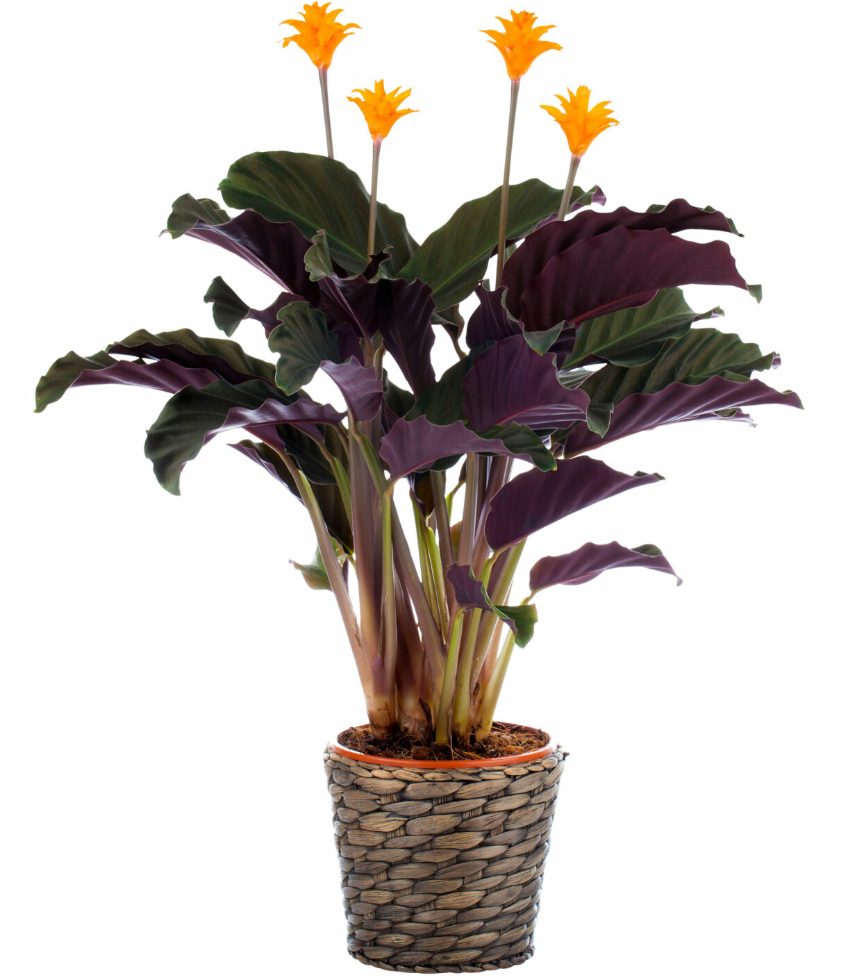Inkakrona, Calathea crocata.