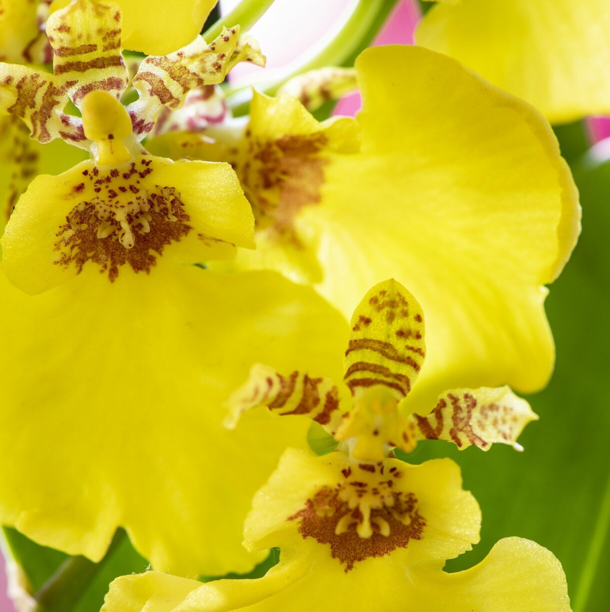 Insidan av en orkidé.