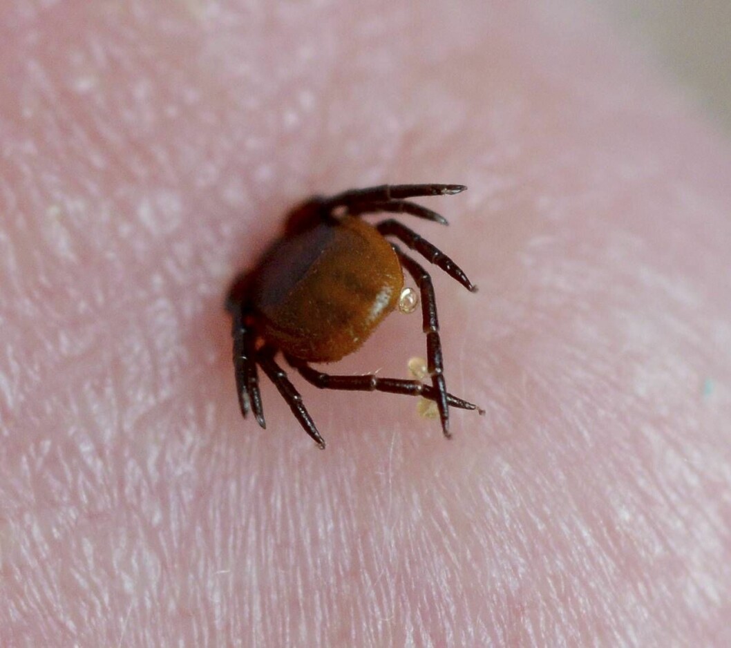 Fästing biter sig fast i skinnet