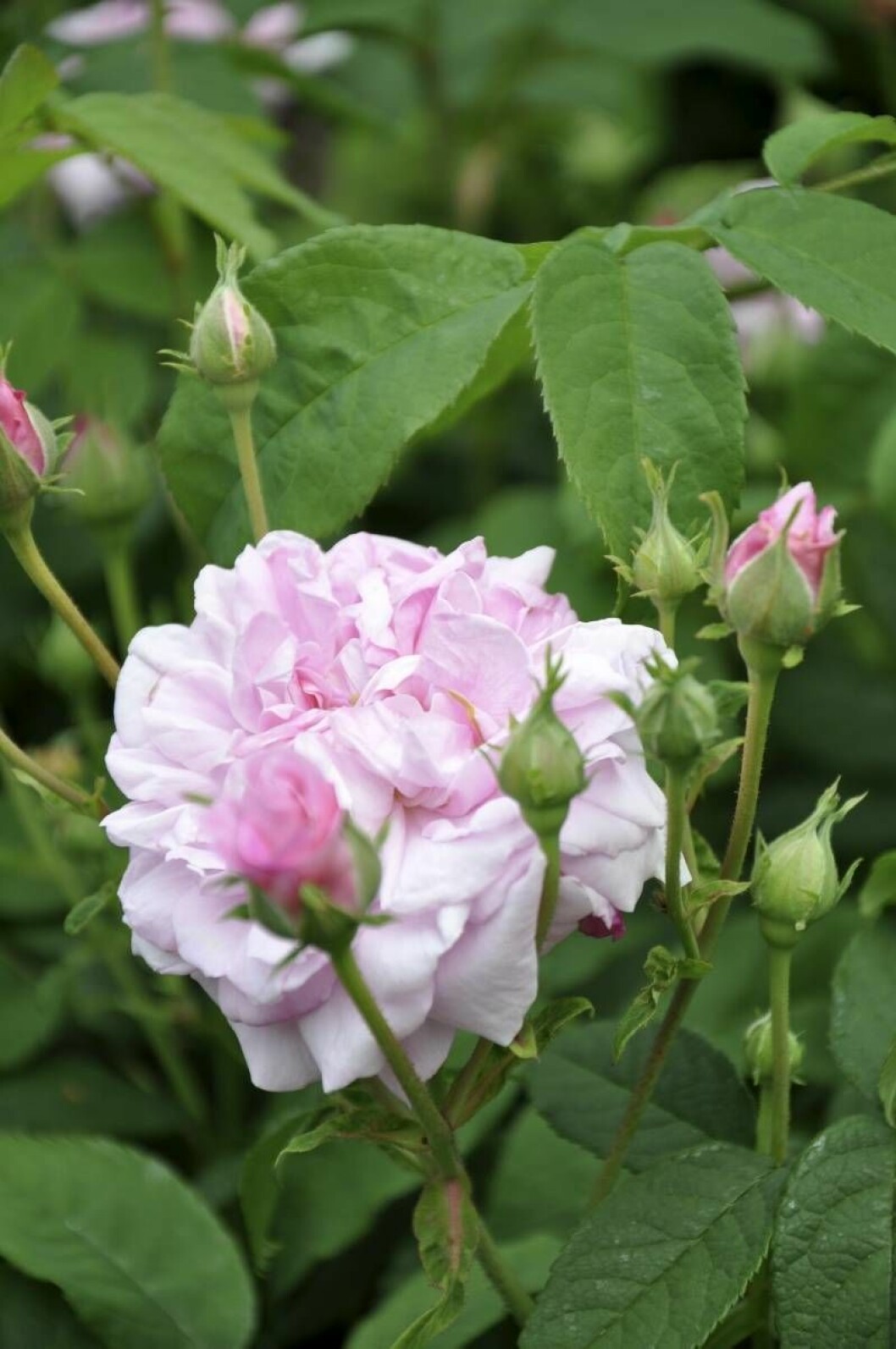 ’Ispahan’ (Damascena-Gruppen) drabbas sällan av sjukdomar.