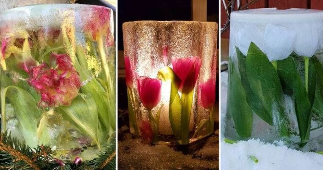 Inlägget på Facebook inspirerade många att göra sina egna istulpaner. Foto: f.v. Lotta Lord, Marita Pontén & Anna Annastacia Tulpaner som inte slutar blomma tack vare isen.