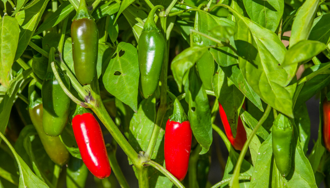 Jalapeñoplanta med mogna frukter.