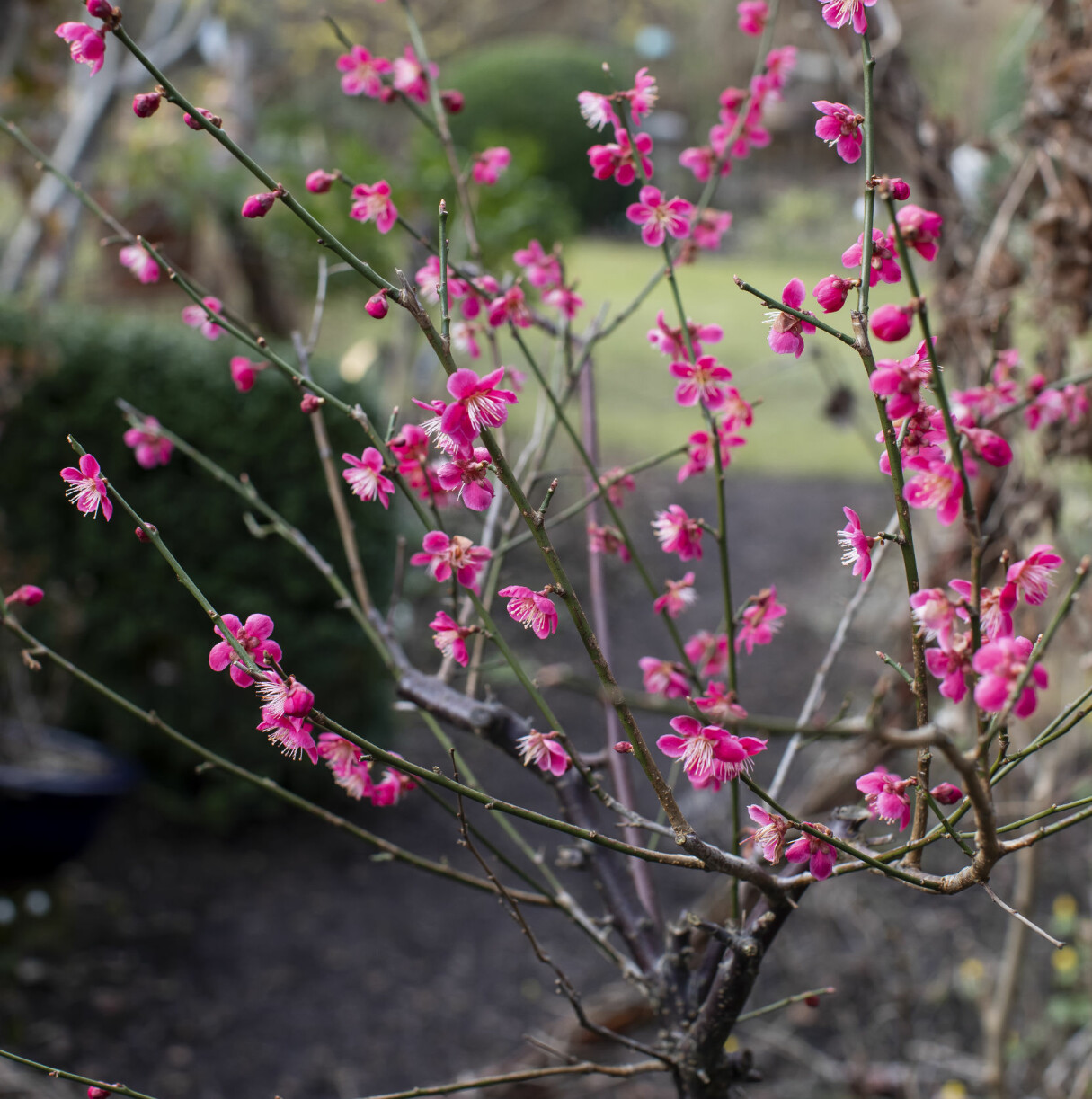 När den japansk aprikosen, <em>Prunus mume</em> blommar i Kina är det en viktig vårsignal. Så även i Gunnels trädgård. Japansk aprikos blommar i Gunnel Carlsons trädgård.