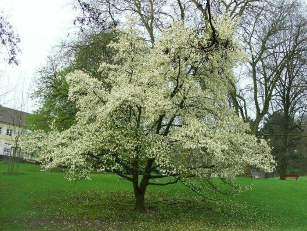 Japansk magnolia, Magnolia kobus. Höjd 8–12 m, zon 3. Foto: IBL Japansk magnolia trädguiden