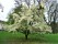 Japansk magnolia trädguiden