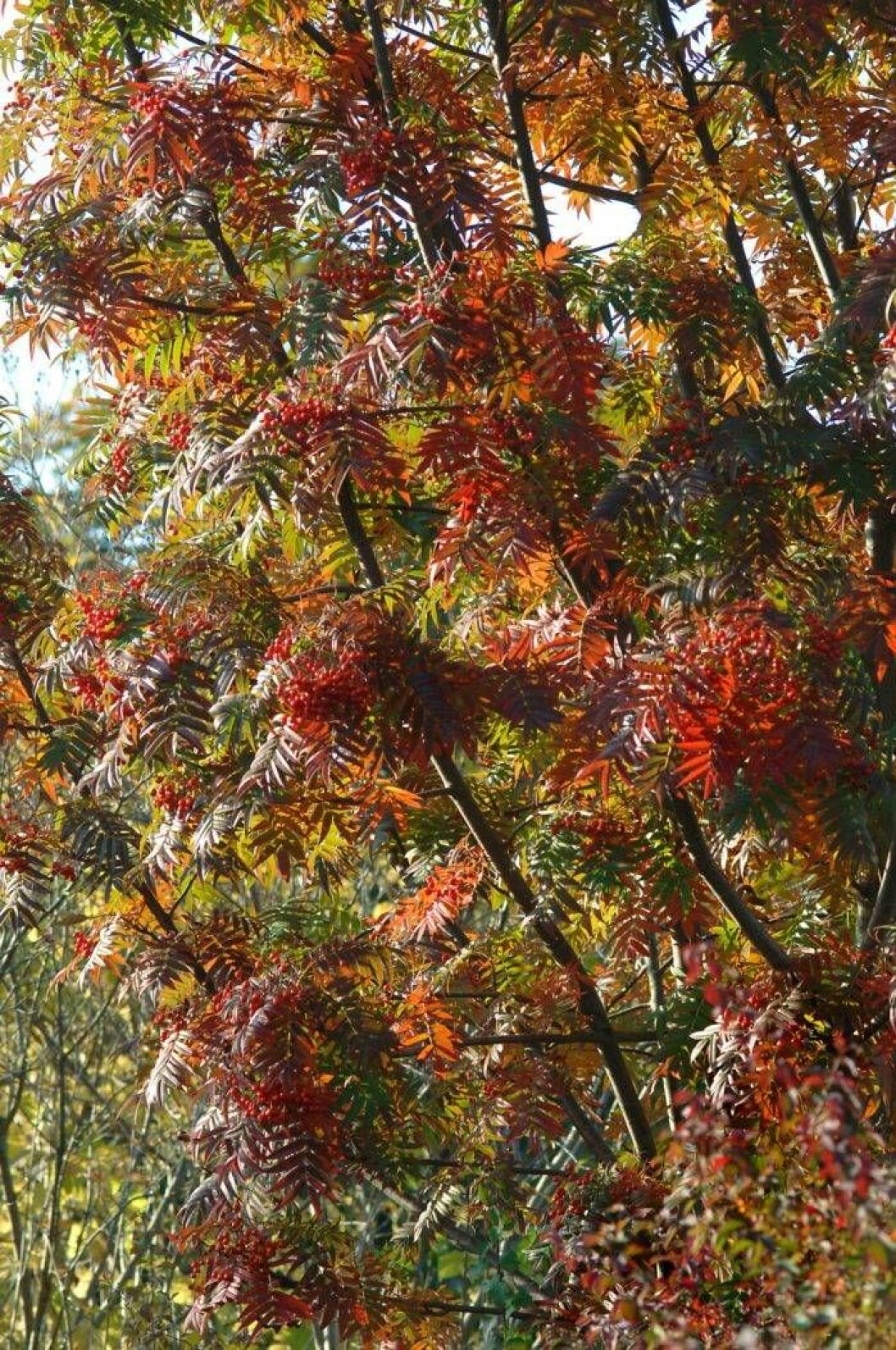 Japansk rönn, Sorbus commixta, ’Carmencita’ E. Höjd 3–5 m, zon 5. Foto: IBL Japansk rönn trädguiden