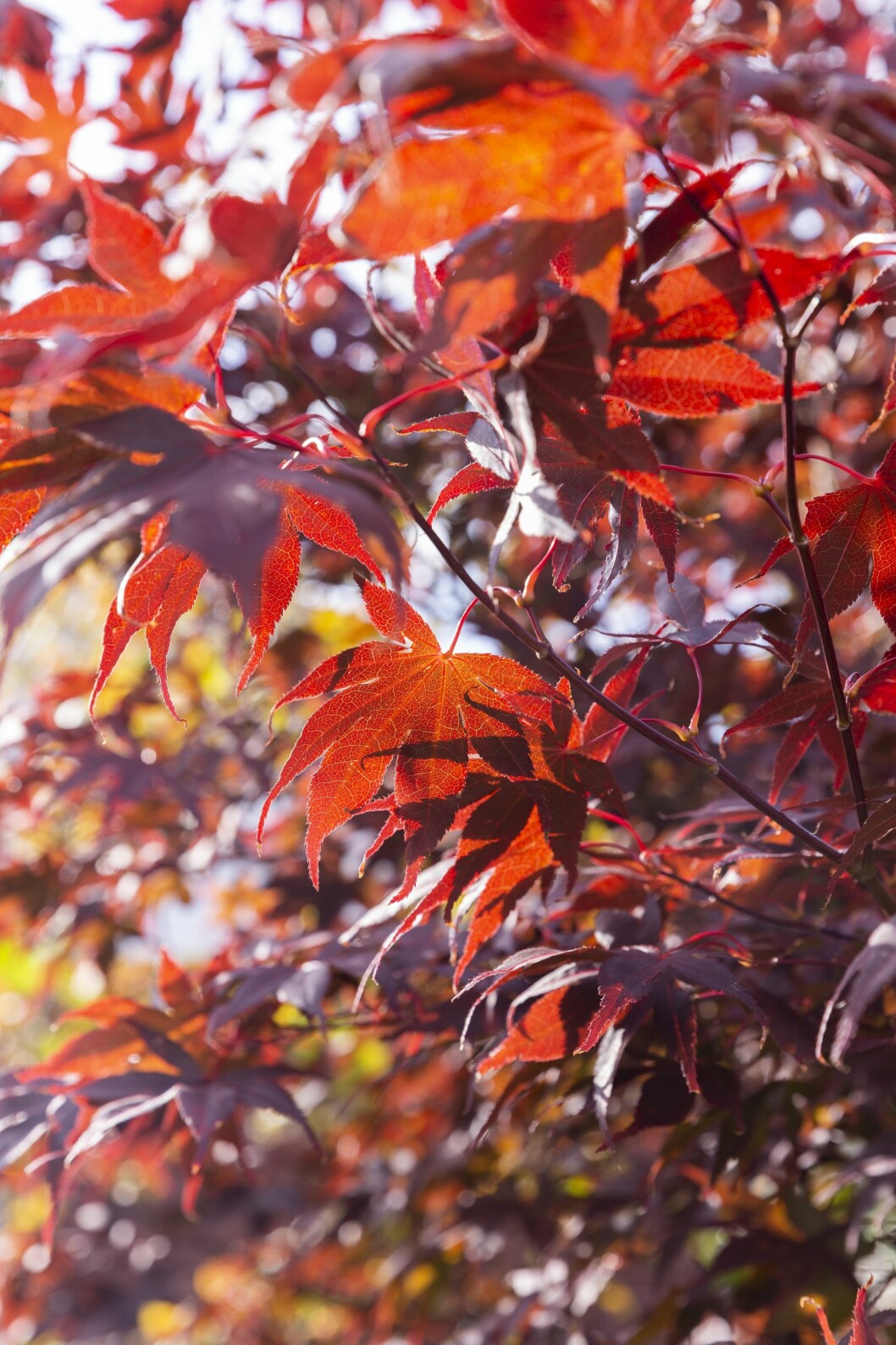 Den japanska lönnen 'Bloodgood' gör extra själ för sitt sortnamn när solens strålar träffar höstlöven.