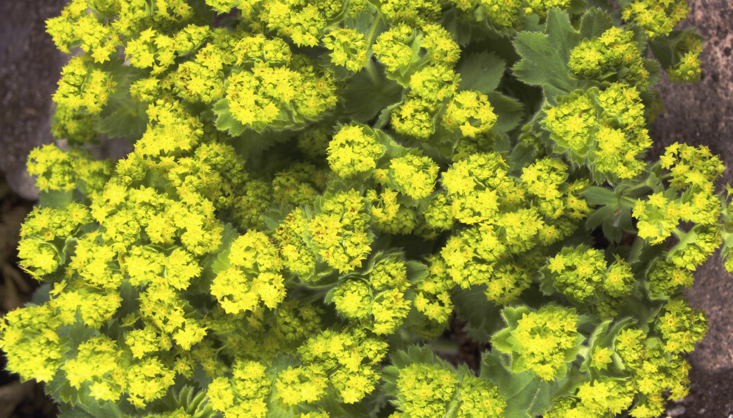 Jättedaggkåpa Alchemilla 'Mollis'