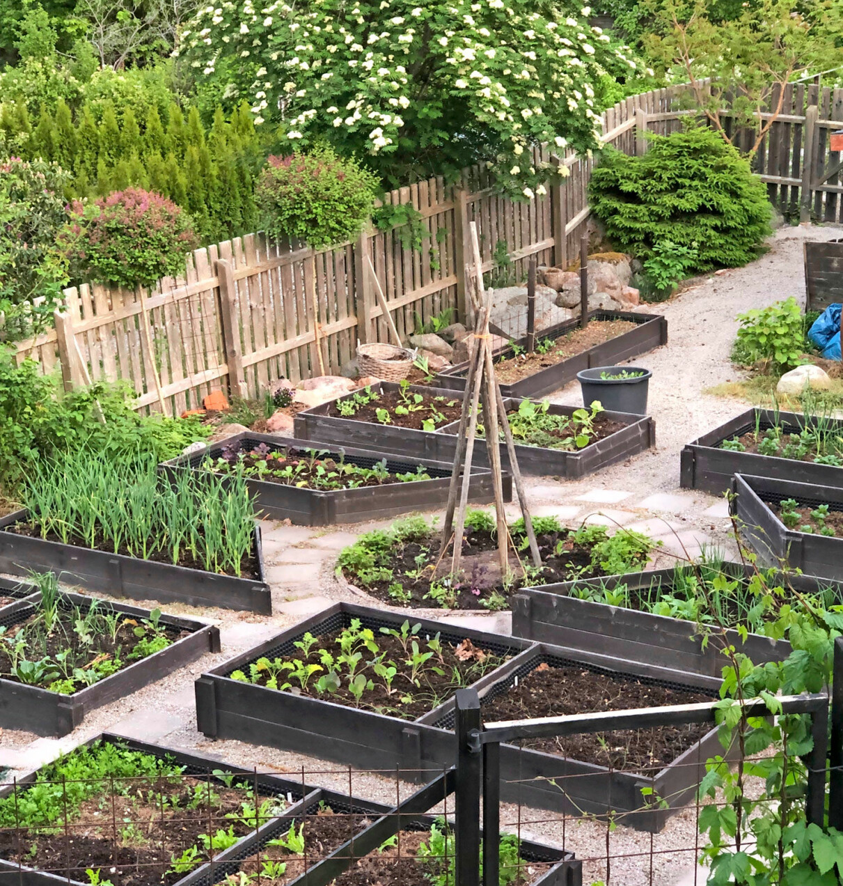 I Jennies köksträdgård är det gott om plats för olika grödor. Här i de stora specialbyggda odlingslådorna landar många av plantorna som drivits upp i växthuset. Jennies köksträdgård.