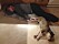 Jessica Lindgren som drabbades av njursvikt ligger utslagen på golvet med sin hund Elsa.