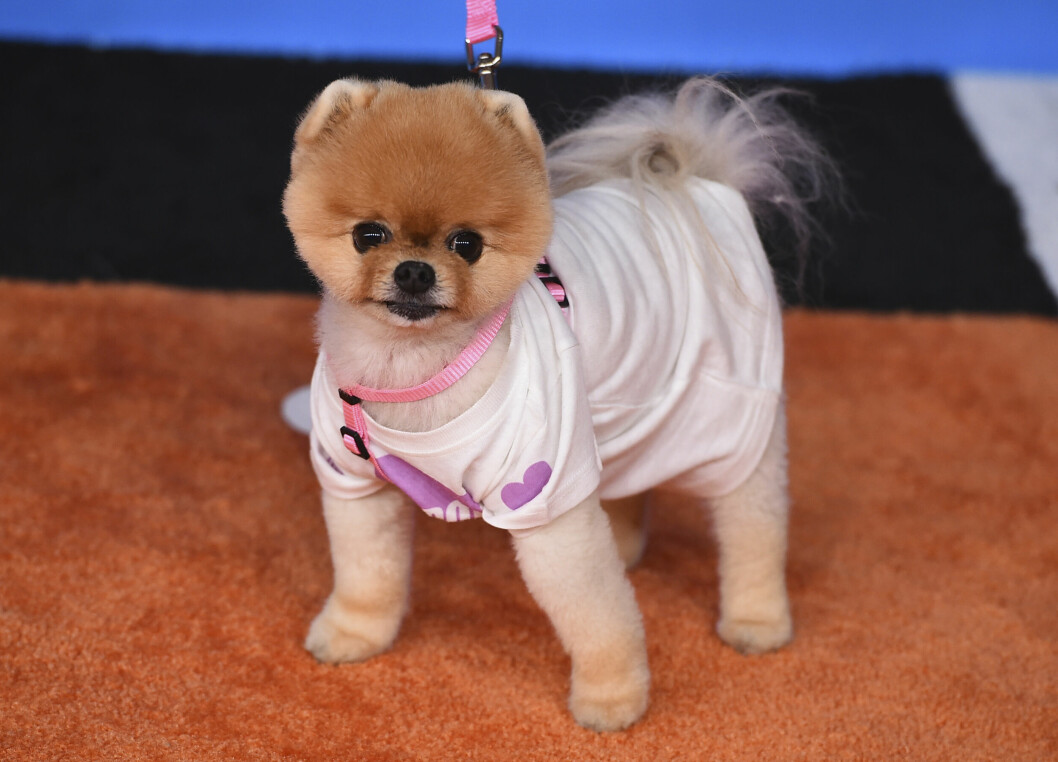 Jiffpom har över tio miljoner följare. Jiffpom har över tio miljoner följare.