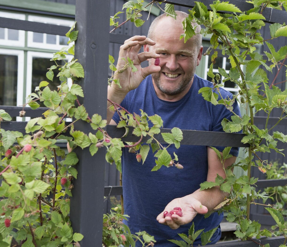 John älskar bär och direkt innanför grinden frestar lysande röda hallon på spaljé. John Taylor med bär från spaljén på kolonilotten.