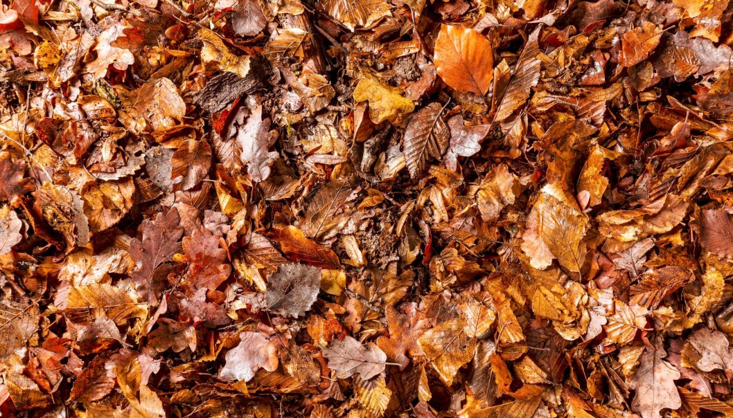 Foto: Shutterstock/TT Komposterade löv