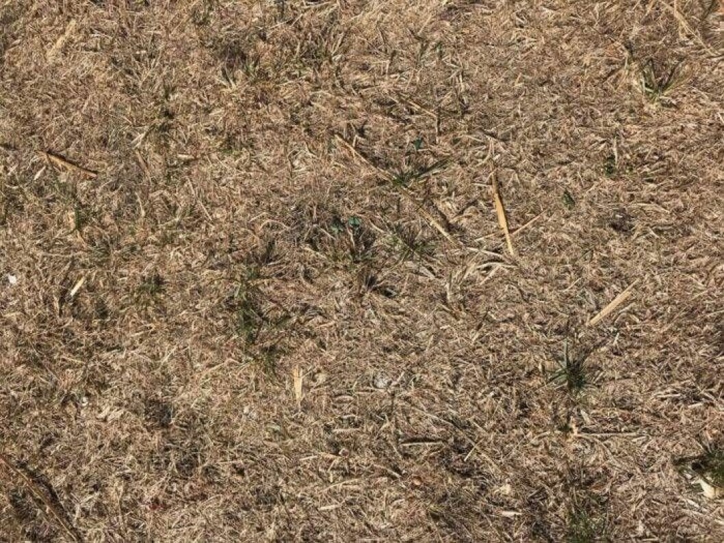 Torra gräsmattor har blivit ett normalt inslag i svenska trädgårdar i sommar. På bilden syns John Taylors gräsmatta på kolonilotten i augusti 2018. Bild: John Taylor John Taylors torra gräsmatta under augusti 2018
