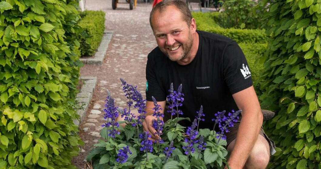 John Taylor med Årets sommarblomma 2016: Daggsalvia