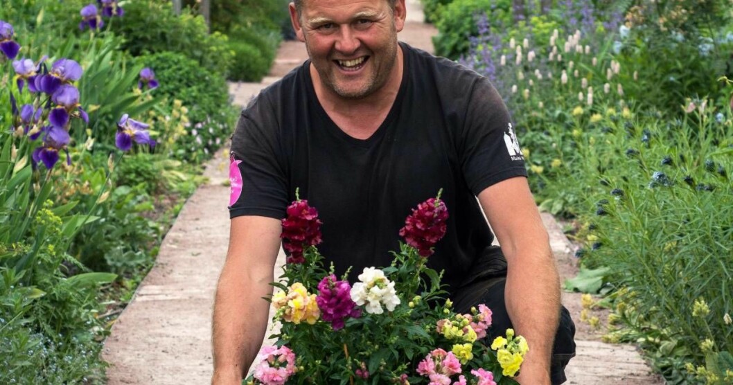 John Taylor med Årets sommarblomma 2017: Lejongap.