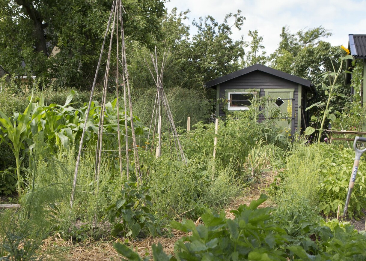 Tips! Om du letar efter koloni, tänk på detta. Titta efter väderstecken. Hur ligger kolonin och hur är huset placerat på tomten? Finns det kvällssol? På sin koloni odlar John Taylor och Torun Jorde majs för första gången.
