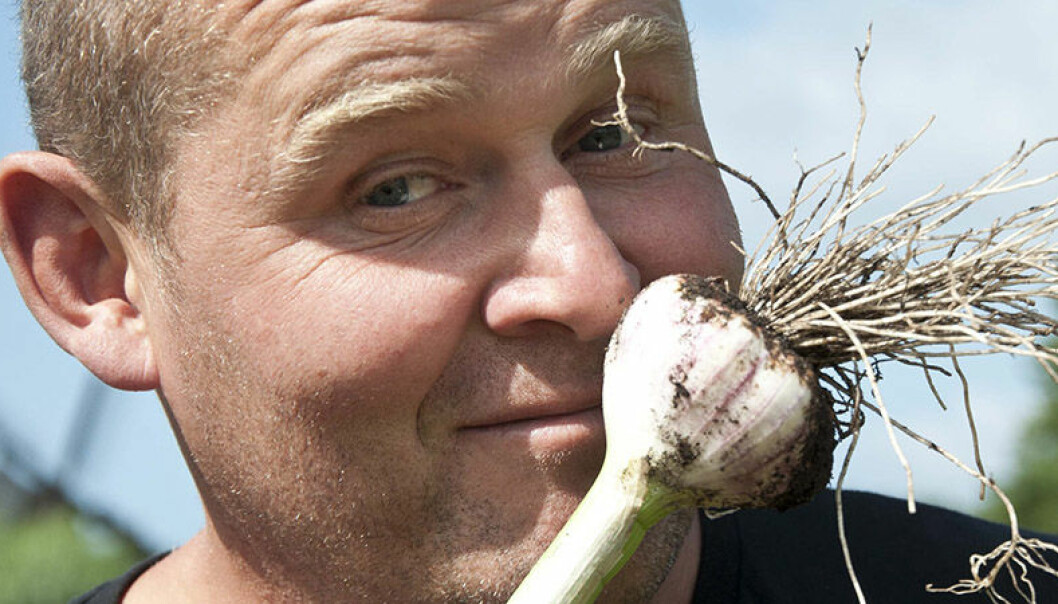 John Taylor ger sina bästa tips för vitlöksodling | Allas.se