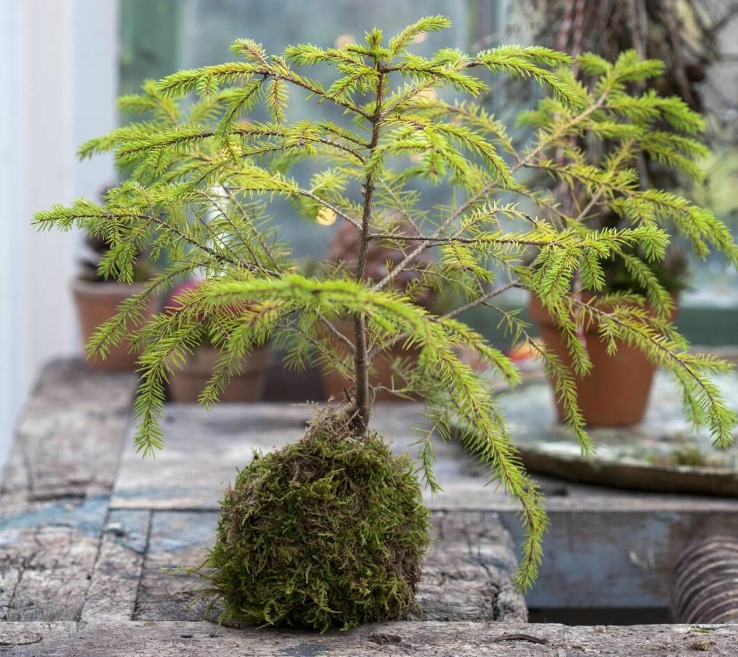 Julblomma av mossa.