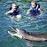 Jonna och Fredrik simmar med delfiner i Mexiko