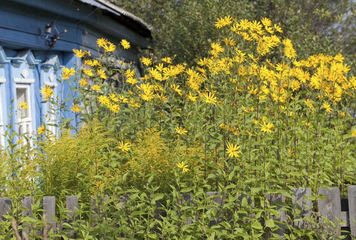 Jordärtskockor blommar i ett grönsaksland.