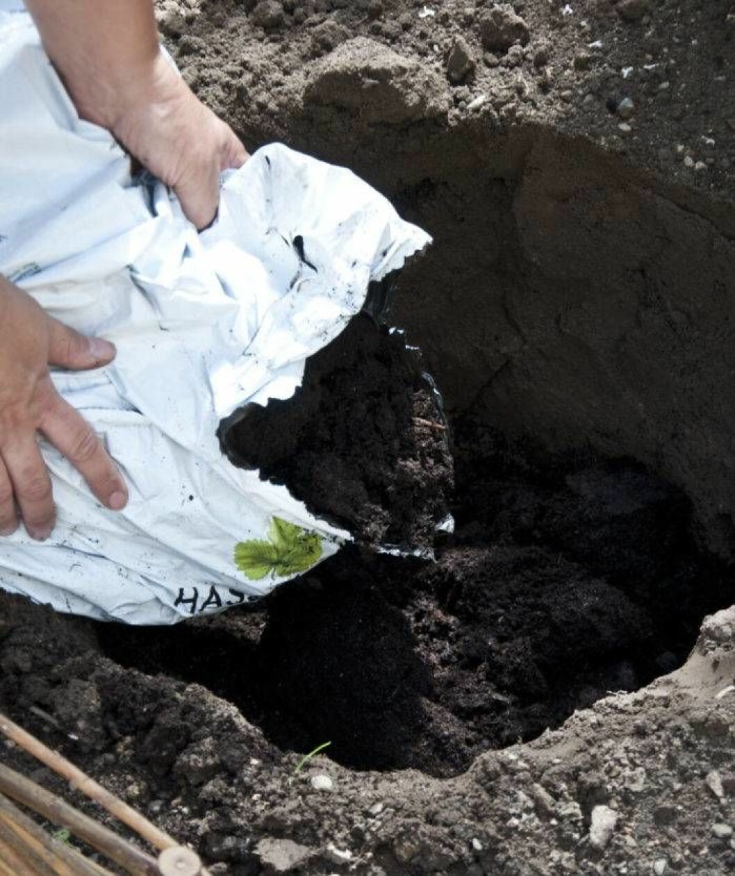 Fyll ungefär halva gropen med bra planteringsjord och tryck till lätt. Du kan vattna i hålet om det är en torr rabatt. Låt vattnet sjunka undan.