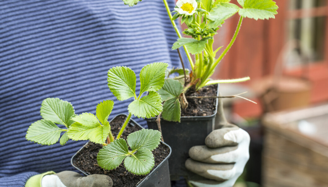 Skaffa minst ett par olika sorter, med olika mognadstid, så blir jordgubbssäsongen längre. Här är ’Korona’ och ’Malwina’. Jordgubbplantor.