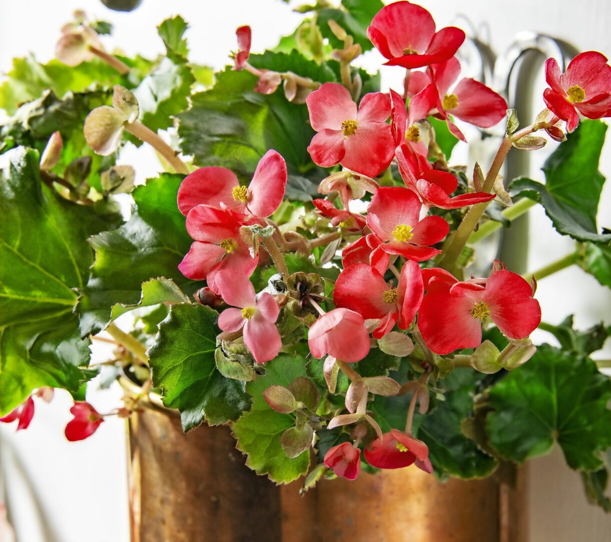Julbegonia i kopparkruka.