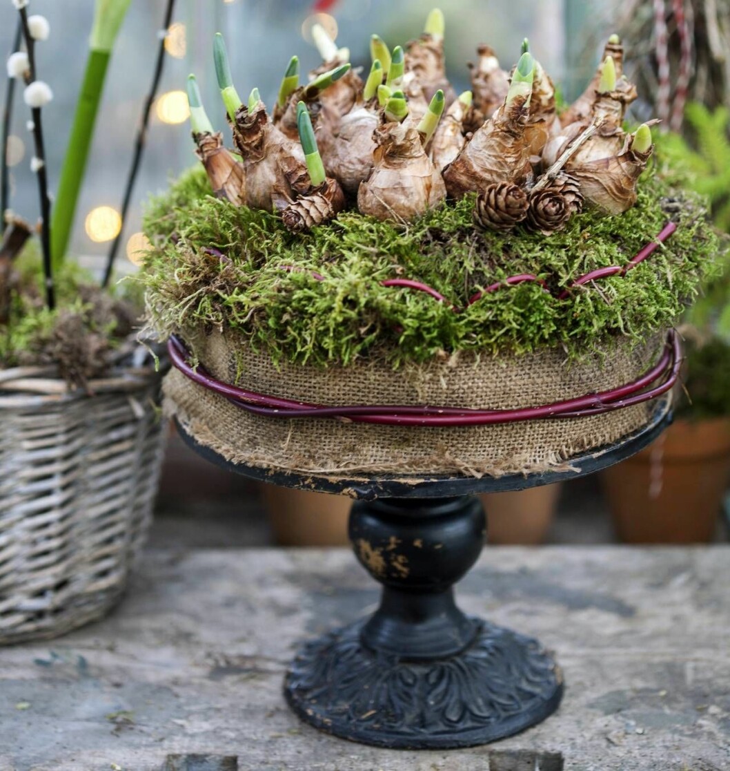 Ett lökfat – och blivande blomstertårta! Foto: Minna Mercke Schmidt.