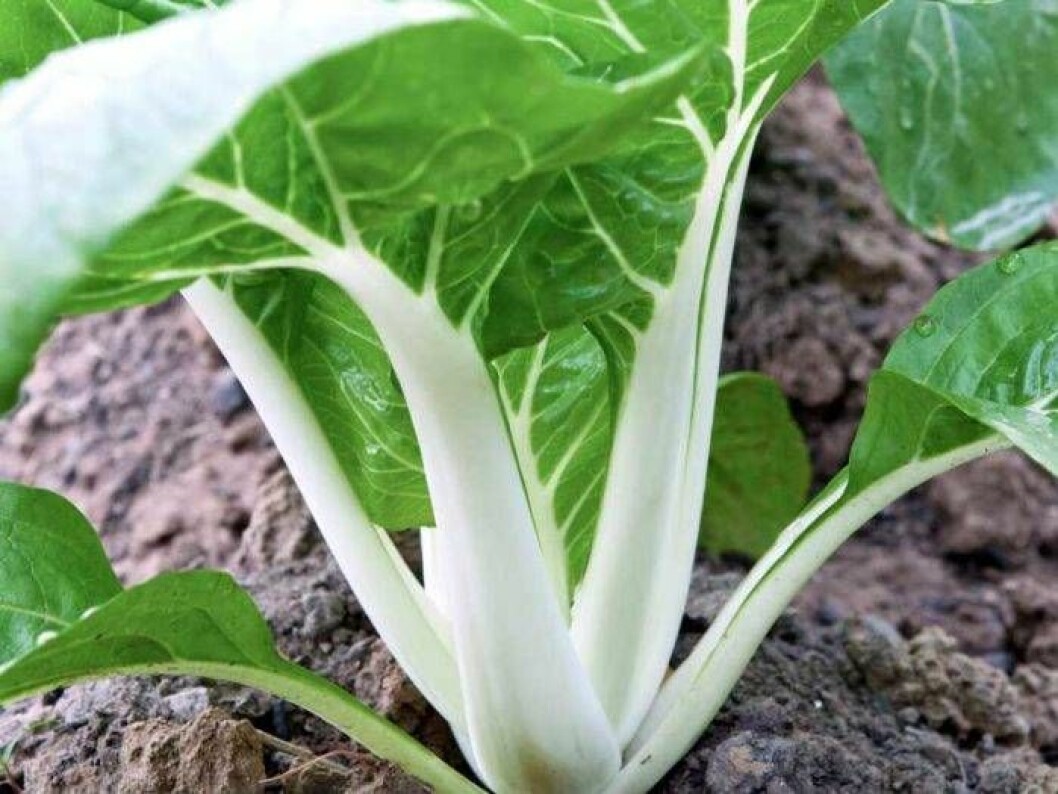 Pak Choi går bra att så i juli.