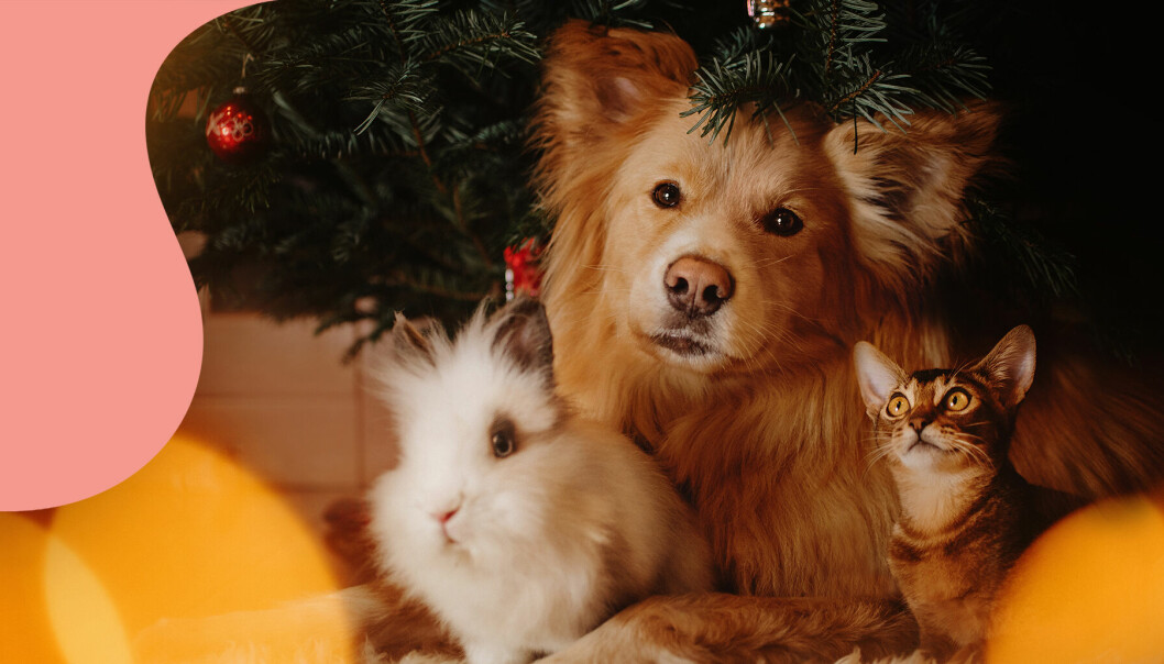 En kanin, en hund och en katt under granen.