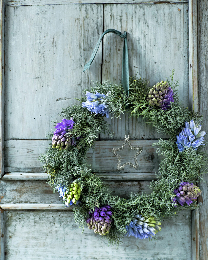 Hyacinter är några av våra mest populära blommor till jul. Så här fina blir de i en dörrkrans ihop med silverskimrande arizonacypress. Krans i milda toner med hyacint till jul.