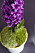 Hyacint med mossa.