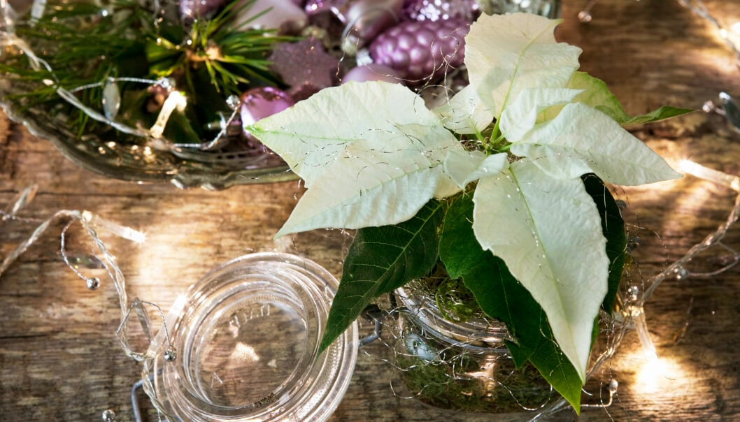 Julstjärna i konserveringsburk.
