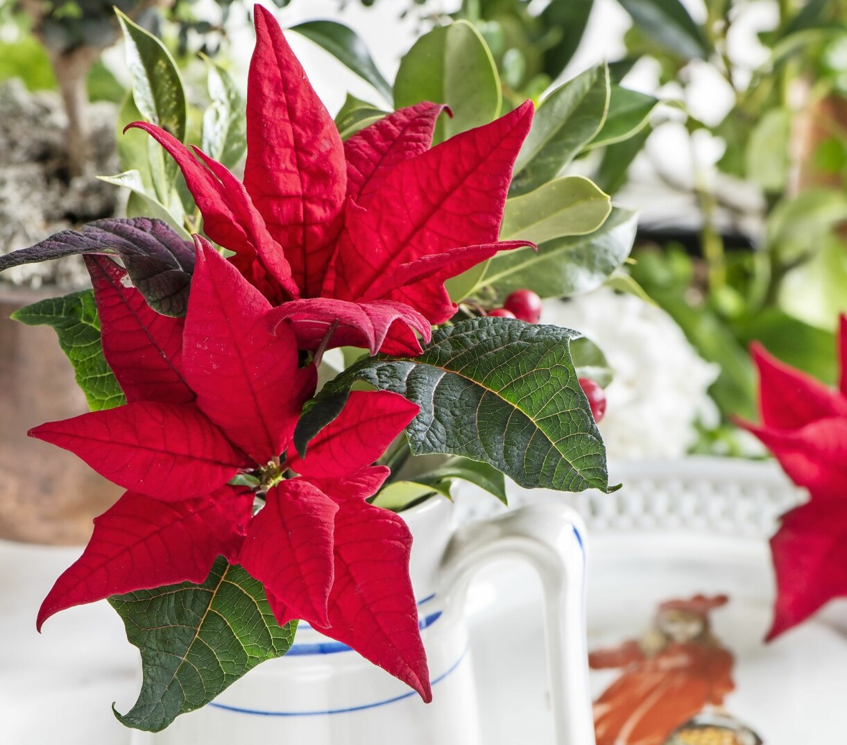 Julstjärnor planterade i gamla kannor till julen.