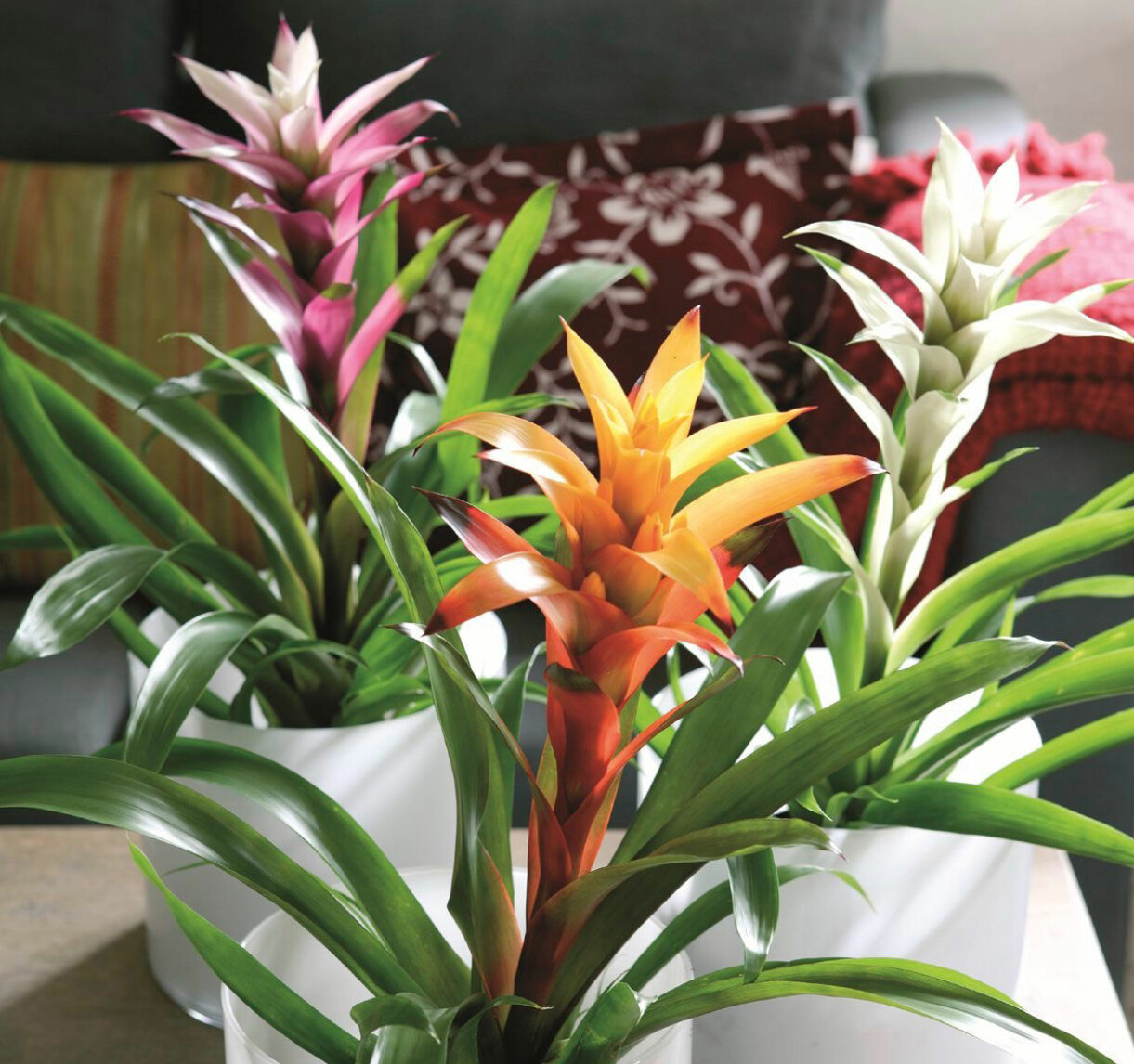 Juvelblomma, Guzmania.