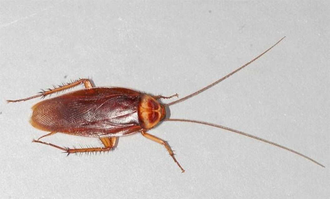 Kackerlacka. Foto: <a href="https://commons.wikimedia.org/wiki/File:American-cockroach.jpg" target="_blank" rel="noopener">Wikimedia</a> Kackerlacka. Foto: Wikimedia