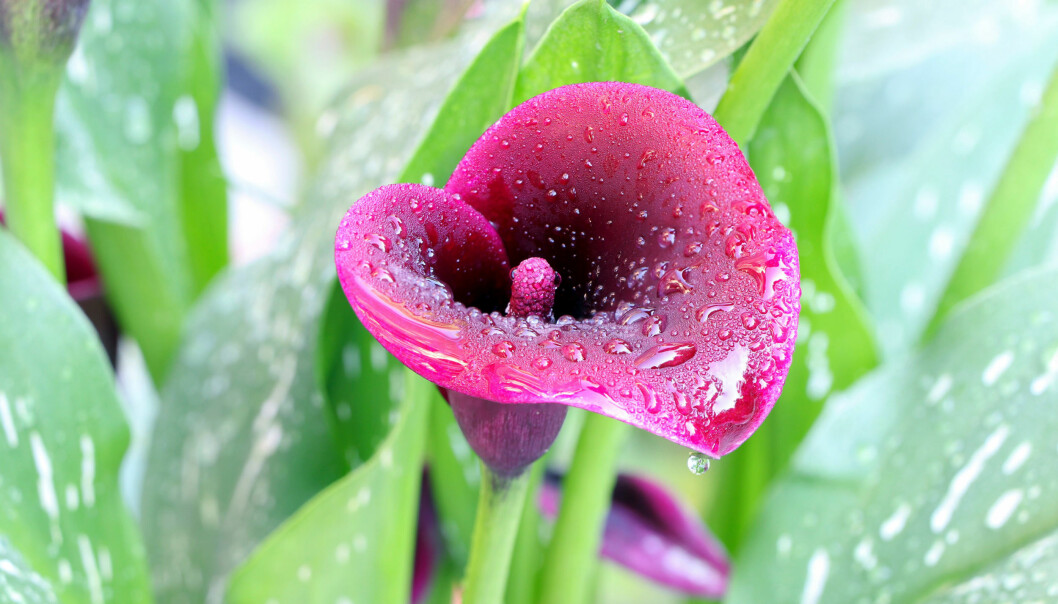 Kalla, Zantedeschia.